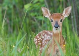 Whitetail fawn in the grass