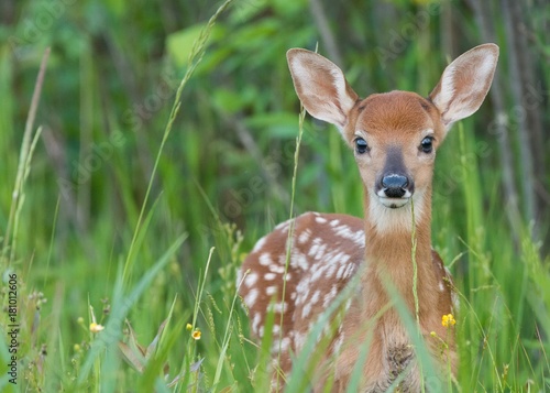 Canvas Print Whitetail fawn in the grass
