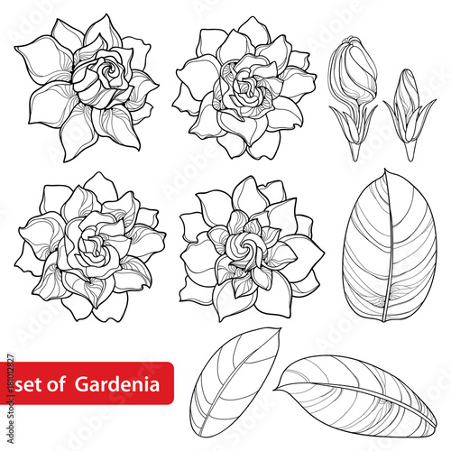 Vector set with outline Gardenia flower, ornate bud and leaves in black isolated on white background. Perennial tropical fragrant plant Gardenia in contour style for summer design and coloring book.