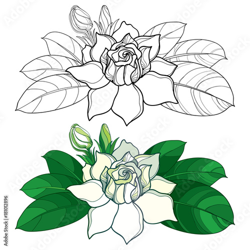 Vector outline Gardenia flower, bud and ornate leaves in black and pastel color isolated on white background. Tropical fragrant plant Gardenia in contour style for summer design and coloring book.