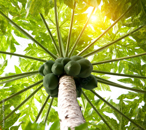 Papaya on papaya tree, low angle view, Birayi, Bujumbura, Burundi, Africa photo