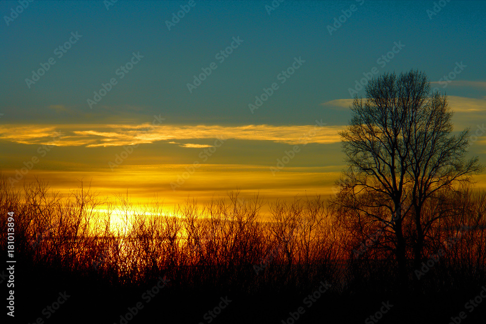 Beautiful Sunset. Blue sky, setting sun and the outline of the tree.
