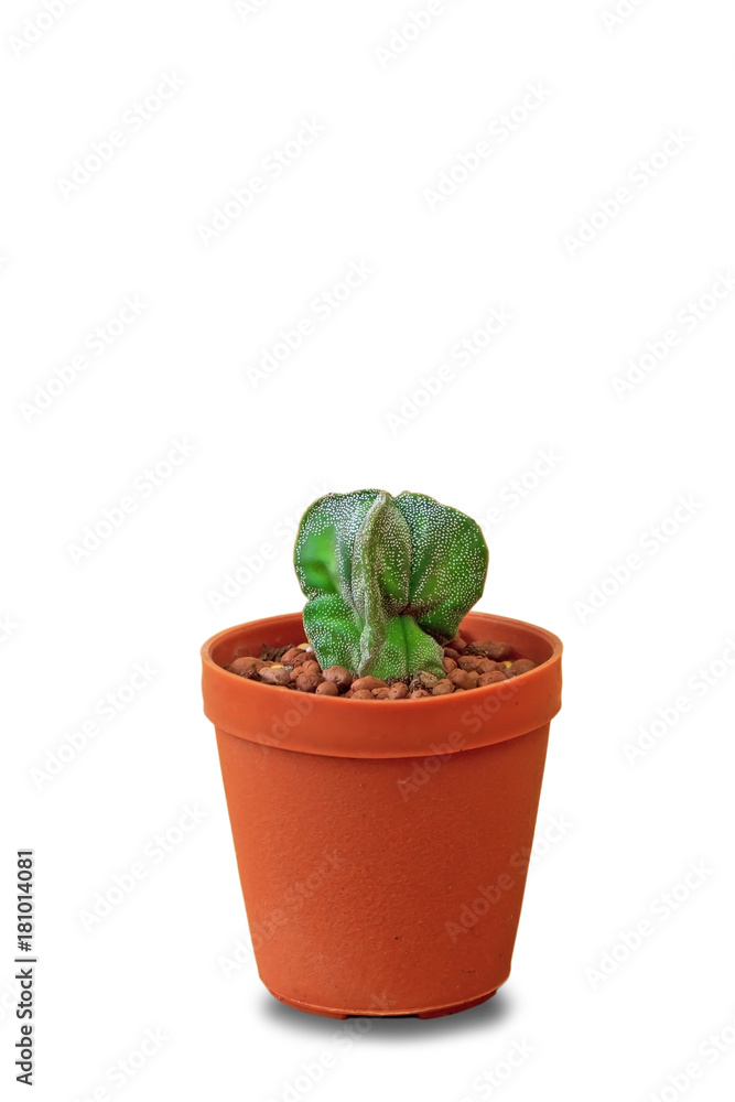 Fototapeta premium Cactus on white background.