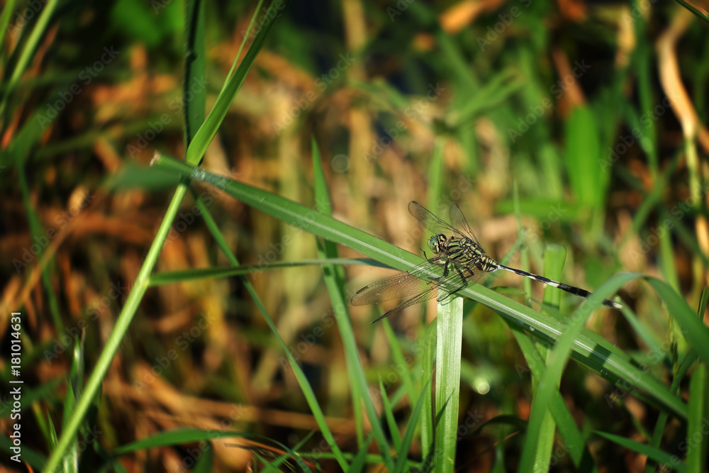 Closeup of beautiful dragonfly holding on green grass in forest Closeup of beautiful dragonfly holding on green grass in forest