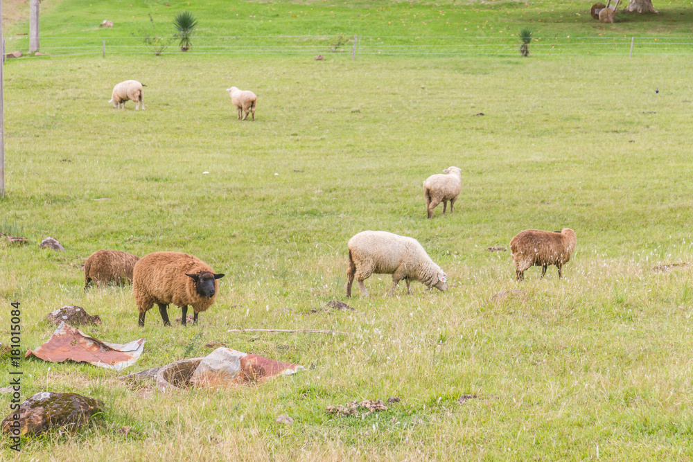 Sheeps in Farm in Gramado