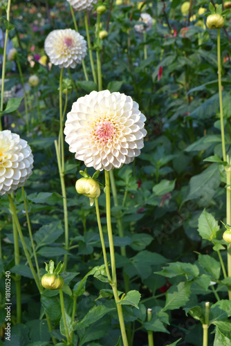 Fototapeta Naklejka Na Ścianę i Meble -  Dahlia pompon blanc en été au jardin