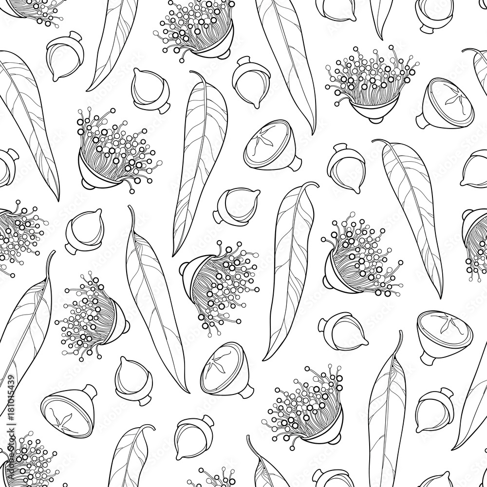 Vector seamless pattern with outline Eucalyptus globulus or Tasmanian blue gum, fruit, flower and leaf in black on the white background. Pattern with Eucalyptus for summer design or coloring book.