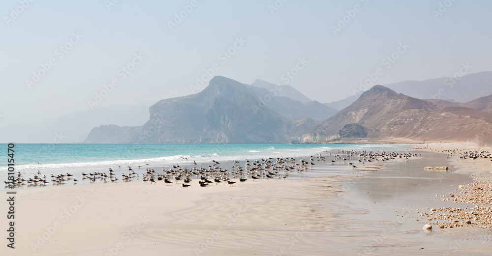 custom made wallpaper toronto digitalin oman coastline of salalah the mountain and sea seagull full