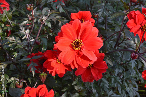 Fototapeta Naklejka Na Ścianę i Meble -  Dahlia rouge en été au jardin