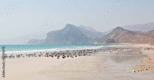 in oman coastline of salalah the mountain and sea seagull full photo