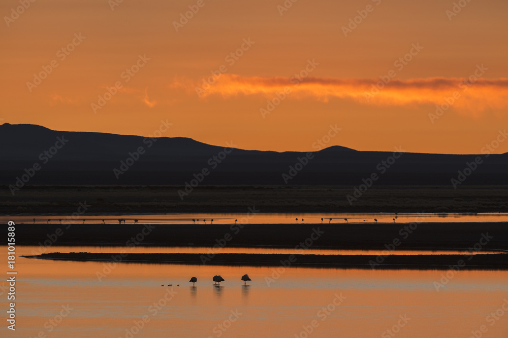 Flamingos during sunrise at Salar de Tara