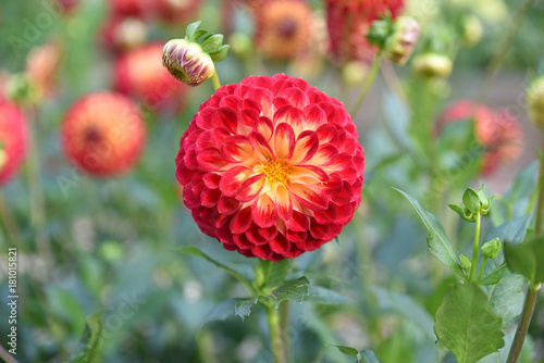 Fototapeta Naklejka Na Ścianę i Meble -  Dahlia pompon rouge et jaune au jardin en été