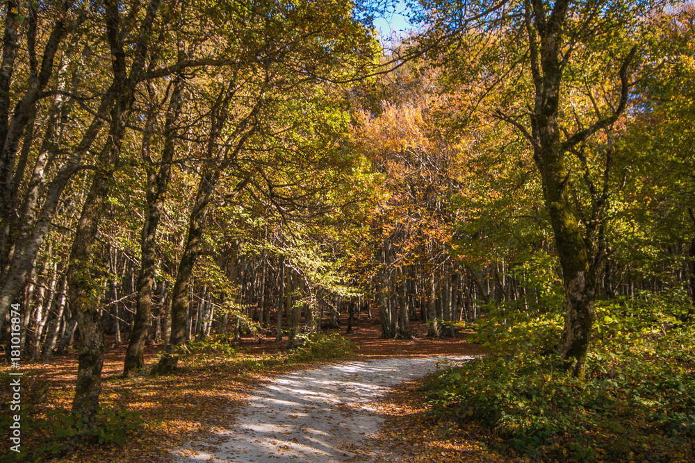 Sentiero romantico nel bosco