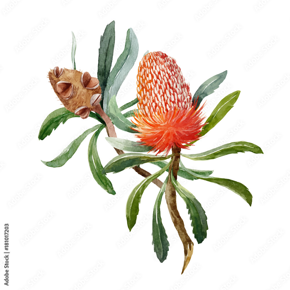 Fotografie Watercolor banksia flower vector composition
