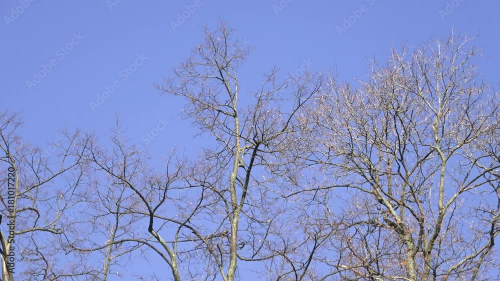 Trees without leaves with blue sky background
Trees without leaves with blue sky background