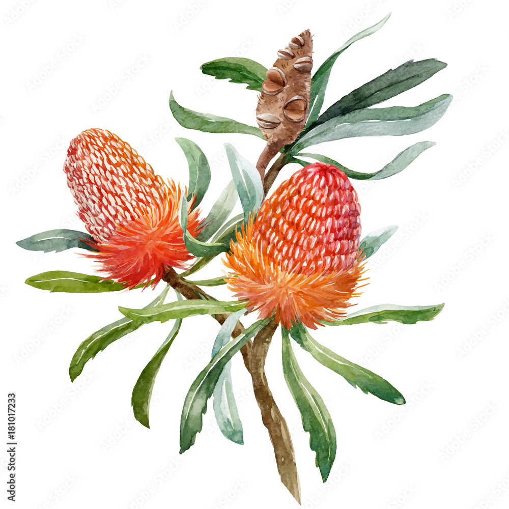Fotografie Watercolor banksia flower vector composition