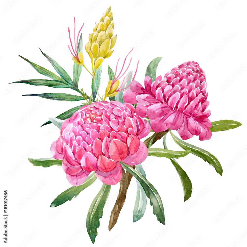 Fotografie Watercolor banksia flower vector composition