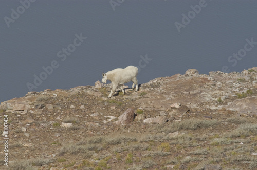 Mountain Goat walking along the top of a cliff on Willard Peak, Utah