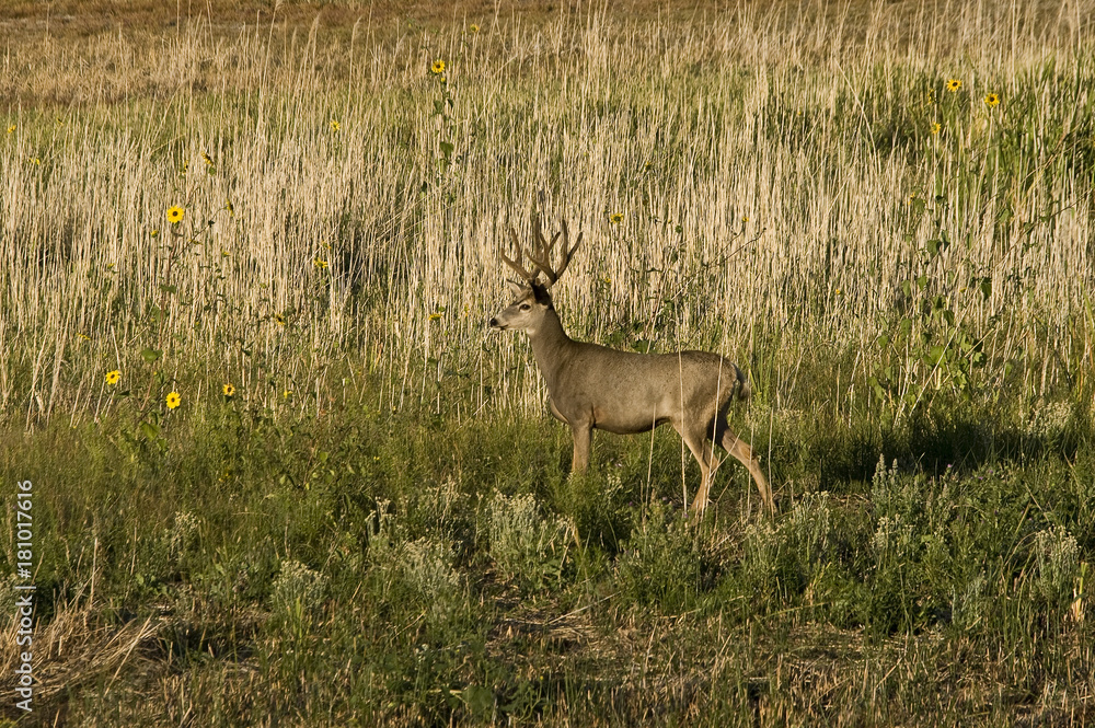 Obraz premium Mule Deer