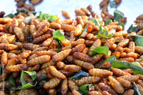 Fried Insect at street food