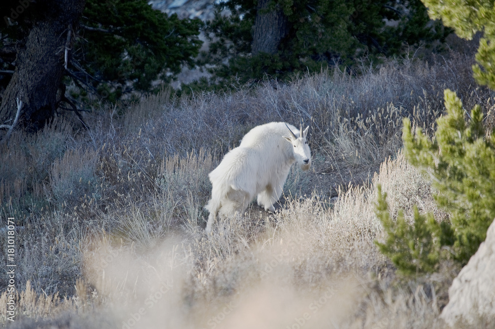 Mountain Goat walking along the top of a cliff on Willard Peak, Utah Mountain Goat walking along the top of a cliff on Willard Peak, Utah