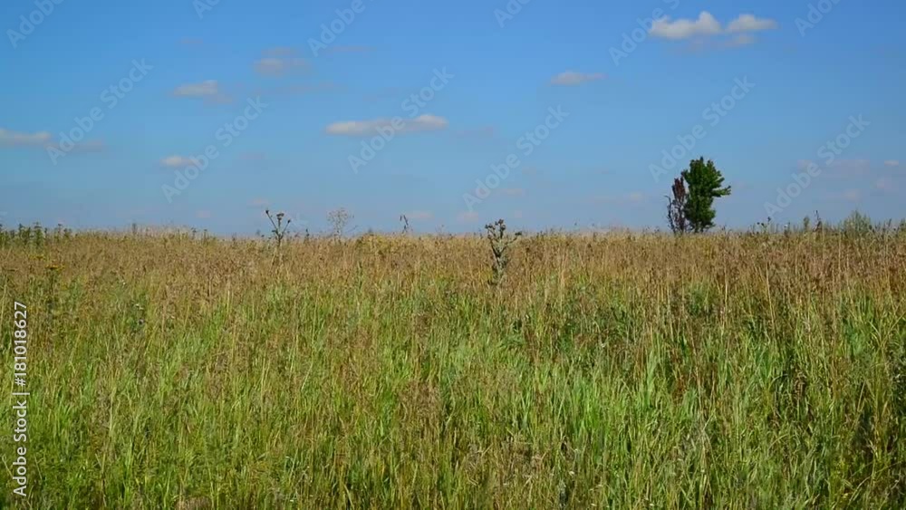Yellow Steed at end of August in Russia Yellow Steed at end of August in Russia