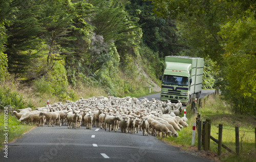 Merinoschafzucht in Neuseeland