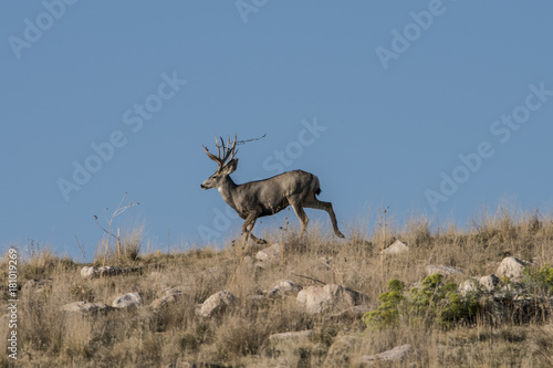 Fototapeta Naklejka Na Ścianę i Meble -  Mule Deer