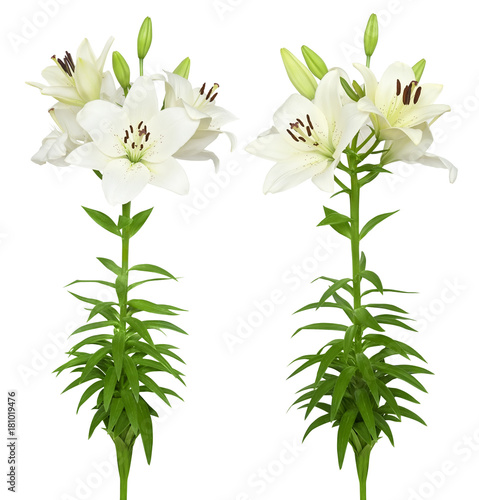 Fototapeta Naklejka Na Ścianę i Meble -  Beautiful white lily