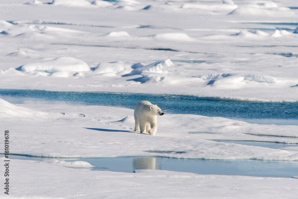 Polar bear on the pack ice Polar bear on the pack ice