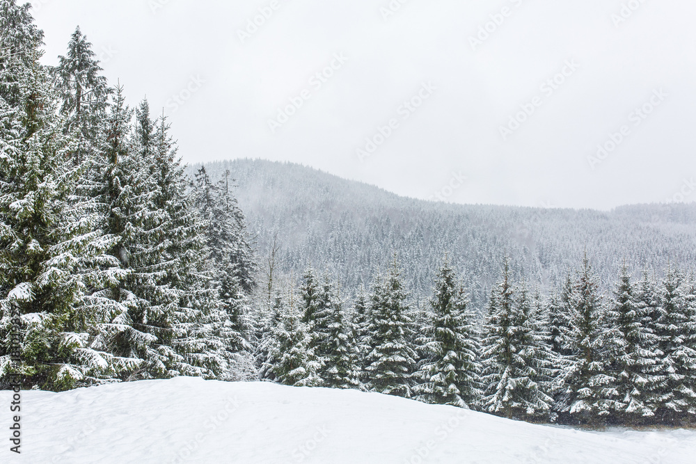 Waldlandschaft im Winter mit Schnee Waldlandschaft im Winter mit Schnee