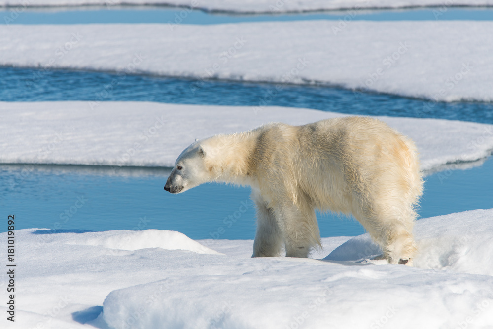Polar bear on the pack ice Polar bear on the pack ice