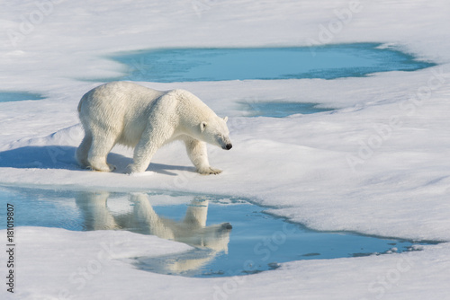 Obraz na plátně Polar bear with reflection