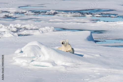 Polar bear lying on the ice
