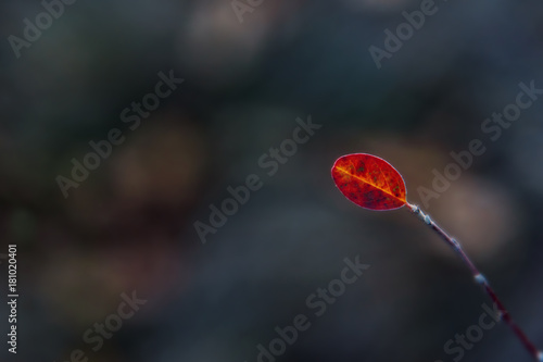 Autumn barberry red little leaf photo