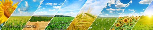 Print op canvas Panoramic view of green field and blue sky with light clouds.