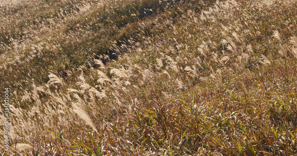 Sunset peak and slivergrass under sunset Sunset peak and slivergrass under sunset