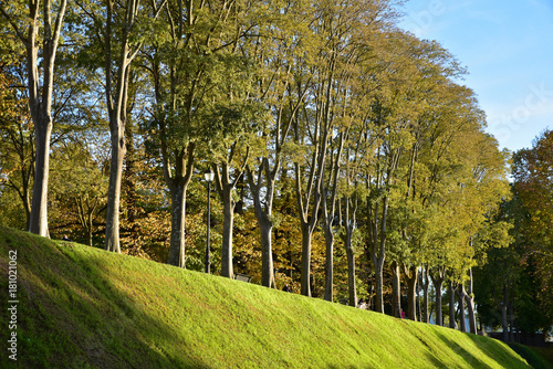 Alignement d'arbres sur les remparts de Lucca en Toscane, Italie