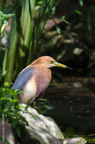 Vogel am Wasser
