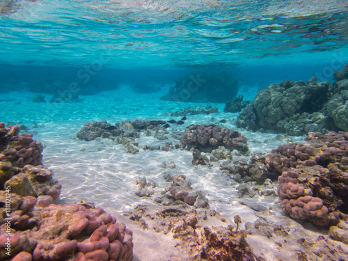 Nager dans la barrière de corail