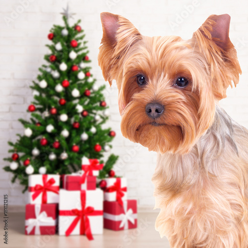 Christmas and new year concept - dog yorkshire terrier in decorated room with christmas tree