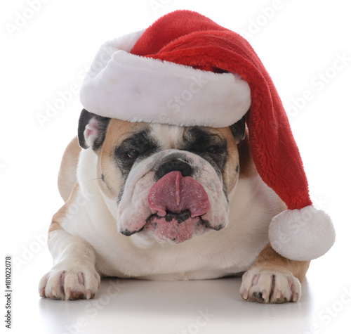 Fototapeta Naklejka Na Ścianę i Meble -  dog dressed up for christmas