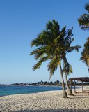 Palmen am Strand von Santa Lucia, Kuba, Karibik