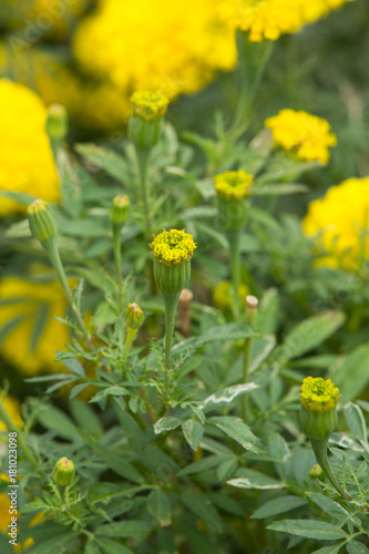 Marigold flowers in the garden