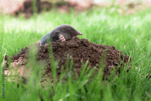 Mole in a garden