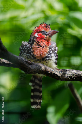 vogel 4