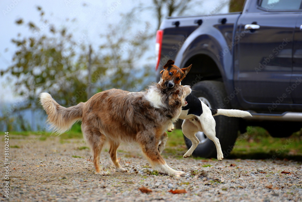 What to do when a big hot sale dog attacks a little dog