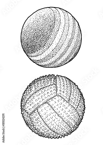 Pet ball illustration, drawing, engraving, ink, line art, vector