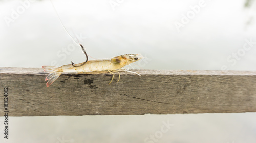 white shrimp baited on the hook