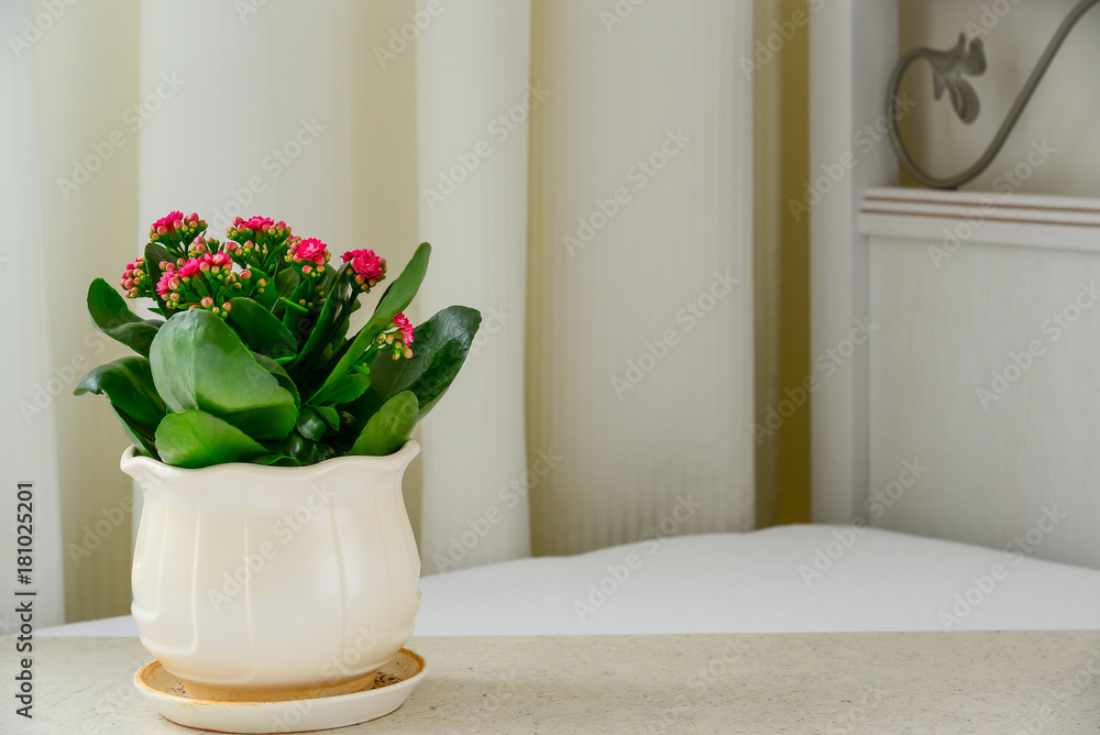 Pink pot flower Kalanchoe in interior